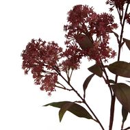 Medium Burgundy Smokebush Stem - Thumb 2