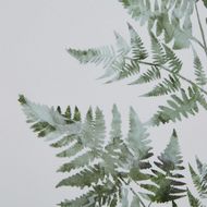 Watercolour Bracken Fern In Washed Wood Frame - Thumb 3