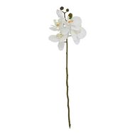 White Butterfly Orchid Stem - Thumb 1