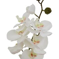 Large White Butterfly Orchid Stem - Thumb 2