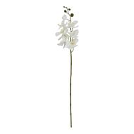 Large White Butterfly Orchid Stem - Thumb 1