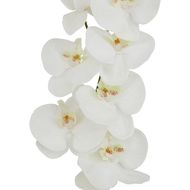 Tall White Butterfly Orchid Stem - Thumb 2