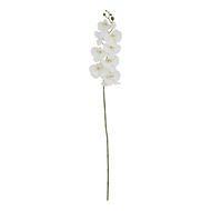 Tall White Butterfly Orchid Stem - Thumb 1