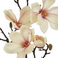 The Natural Garden Collection Pale Apricot Magnolia Stem - Thumb 2