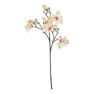 The Natural Garden Collection Pale Apricot Magnolia Stem - Thumb 1