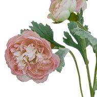 The Natural Garden Collection Pink Ranunculus - Thumb 2
