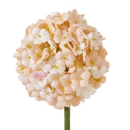 The Natural Garden Collection White & Apricot Allium - Thumb 4