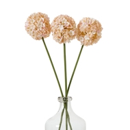 The Natural Garden Collection White & Apricot Allium - Thumb 5