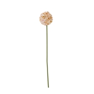 The Natural Garden Collection White & Apricot Allium - Thumb 1