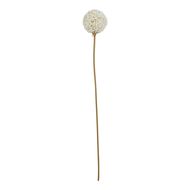 The Natural Garden Collection White Allium - Thumb 1