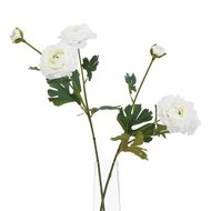 The Natural Garden Collection White Ranunculus - Thumb 3