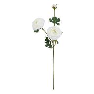 The Natural Garden Collection White Ranunculus - Thumb 1