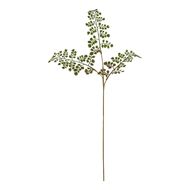 The Natural Garden Collection Maidenhair Fern Stem - Thumb 1