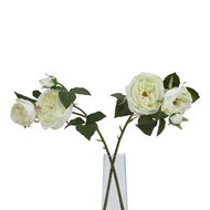 The Natural Garden Collection White Charity Rose - Thumb 3
