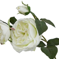 The Natural Garden Collection White Charity Rose - Thumb 4