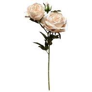 The Natural Garden Collection Palest Blush Charity Rose - Thumb 4