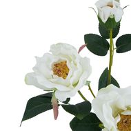 The Natural Garden Collection White Tea Rose - Thumb 2