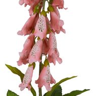 The Natural Garden Collection Pale Pink Foxglove - Thumb 2