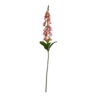 The Natural Garden Collection Pale Pink Foxglove - Thumb 1