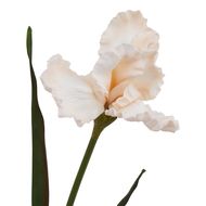 The Natural Garden Collection Pale Apricot Fringed Iris - Thumb 2