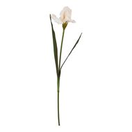 The Natural Garden Collection Pale Apricot Fringed Iris - Thumb 1