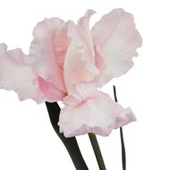The Natural Garden Collection Pale Pink Fringed Iris - Thumb 2