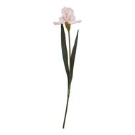 The Natural Garden Collection Pale Pink Fringed Iris - Thumb 1