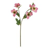 The Natural Garden Collection Pink Varigated Hellibore - Thumb 1