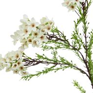 The Natural Garden Collection White Waxflower - Thumb 2