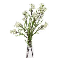 The Natural Garden Collection White Waxflower - Thumb 3