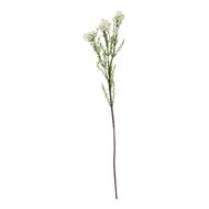 The Natural Garden Collection White Waxflower - Thumb 1