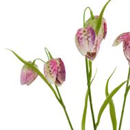 The Natural Garden Collection Purple Fritillaria Stem - Thumb 2