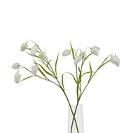 The Natural Garden Collection White Fritillaria Stem - Thumb 3
