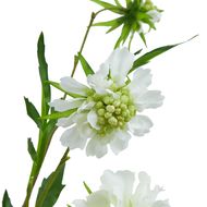 The Natural Garden Collection White Scabious Stem - Thumb 2