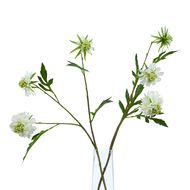 The Natural Garden Collection White Scabious Stem - Thumb 3