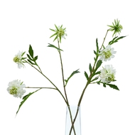 The Natural Garden Collection White Scabious Stem - Thumb 5