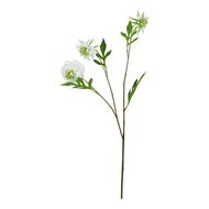 The Natural Garden Collection White Scabious Stem - Thumb 1