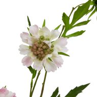 The Natural Garden Collection Pale Pink Scabious Stem - Thumb 2