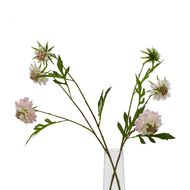 The Natural Garden Collection Pale Pink Scabious Stem - Thumb 3