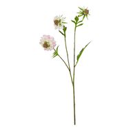 The Natural Garden Collection Pale Pink Scabious Stem - Thumb 1