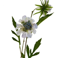 Pale Blue Scabious Stem - Thumb 4