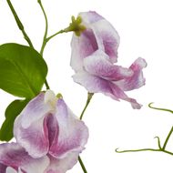 The Natural Garden Collection Purple Sweetpea Stem - Thumb 2