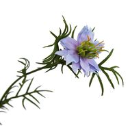 The Natural Garden Collection Purple Nigella Love In A Mist - Thumb 2