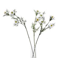 The Natural Garden Collection White Nigella Love In A Mist - Thumb 3