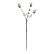 The Natural Garden Collection White Nigella Love In A Mist - Thumb 1