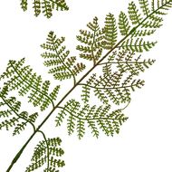 The Natural Garden Collection Large Bracken Fern Spray - Thumb 2