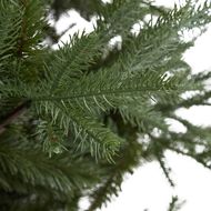 Large Pine Tree - Thumb 3
