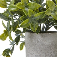 Small Box Plant In Grey Pot - Thumb 2
