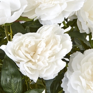 Large White Peony Plant In Pot - Thumb 2