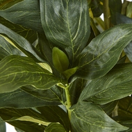 Large White Peony Plant In Pot - Thumb 3